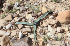 Bellevalia desertorum