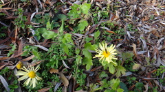 Chrysanthemum morifolium