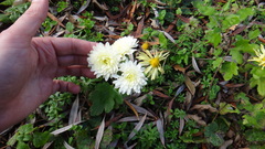 Chrysanthemum morifolium