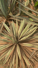 Agave vivipara