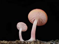 Mycena roseilignicola