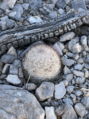 Escobaria chlorantha