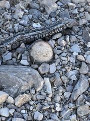 Escobaria chlorantha