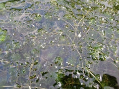 Hydrilla verticillata
