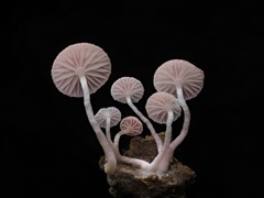 Mycena roseilignicola