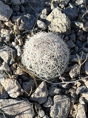 Escobaria chlorantha