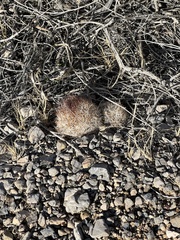 Escobaria chlorantha