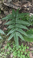 Pteris minor