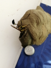 Sceliphron fistularium