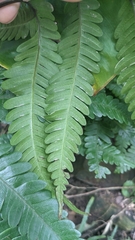 Pteris minor