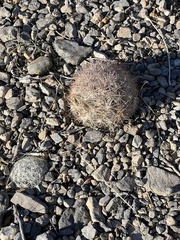 Escobaria chlorantha