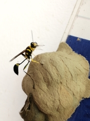 Sceliphron fistularium