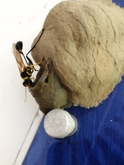 Sceliphron fistularium