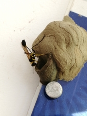 Sceliphron fistularium