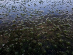 Hydrilla verticillata
