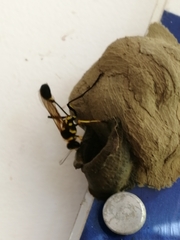 Sceliphron fistularium