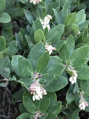 Arctostaphylos crustacea