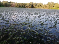 Hydrilla verticillata
