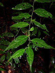 Piper nigrispicum