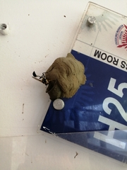 Sceliphron fistularium