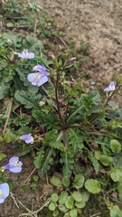 Mazus fauriei