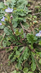 Mazus fauriei