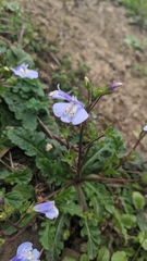 Mazus fauriei