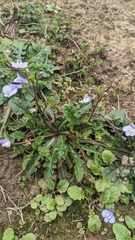 Mazus fauriei