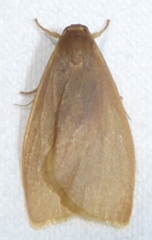 Nishada flabrifera