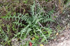 Galactites tomentosus