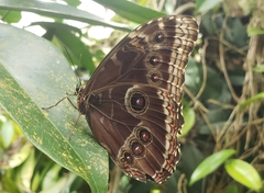 Morpho helenor