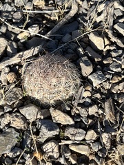 Escobaria chlorantha