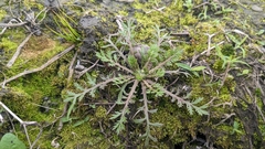 Cotula hemisphaerica