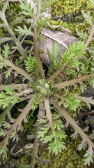 Cotula hemisphaerica