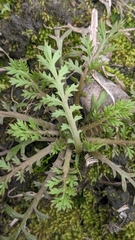 Cotula hemisphaerica