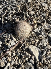 Escobaria chlorantha