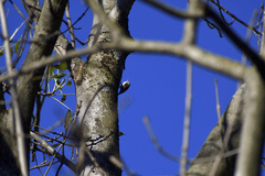 Certhia brachydactyla