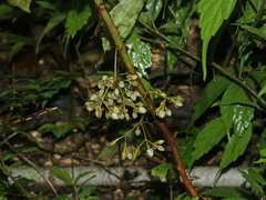 Rhynchotechum formosanum