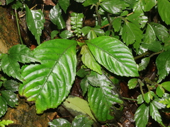 Rhynchotechum formosanum