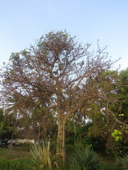 Sterculia