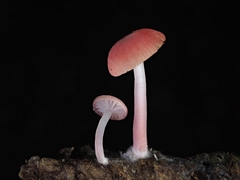 Mycena roseilignicola