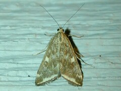 Loxostege munroealis