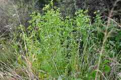 Euphorbia platyphyllos
