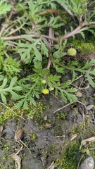 Cotula hemisphaerica