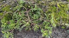 Cotula hemisphaerica