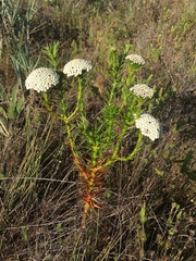 Paepalanthus