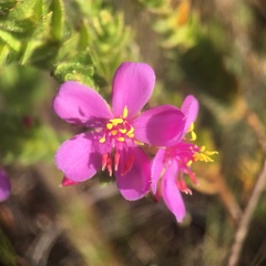 Microlicieae