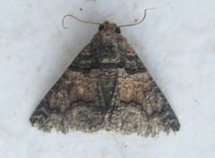 Pericyma atrifusa