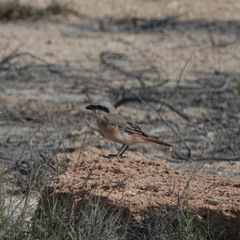 Lanius isabellinus