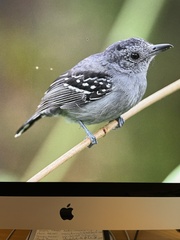 Thamnophilus atrinucha